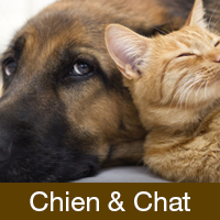 chien-chat-amana-assurances-200x200